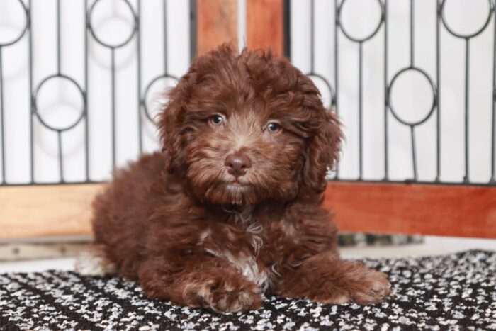 Hayden - Dashing Chocolate F1B Male Aussie-Poo Puppy