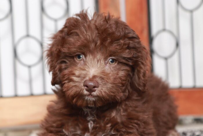 Hayden - Dashing Chocolate F1B Male Aussie-Poo Puppy - Image 3