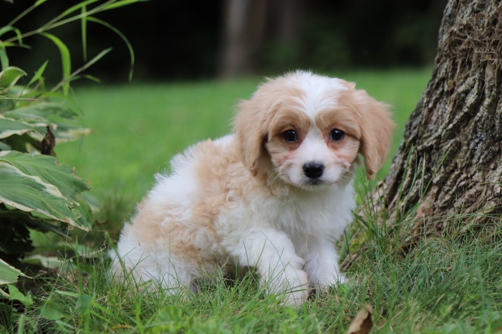 Hearts - Happy Cavachon - Image 2
