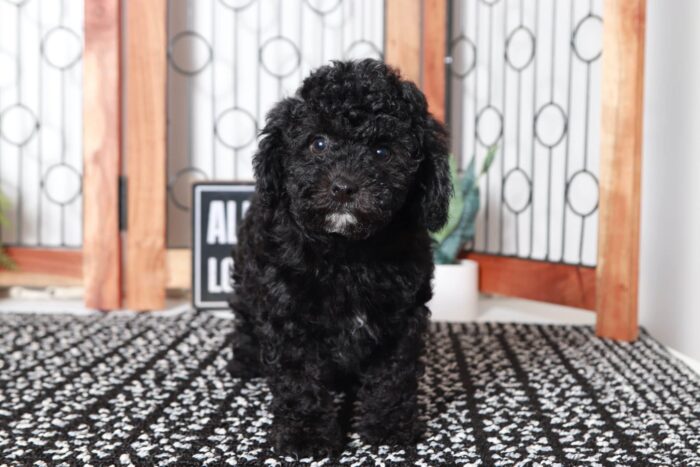 Heather - Beautiful Little Female Poodle