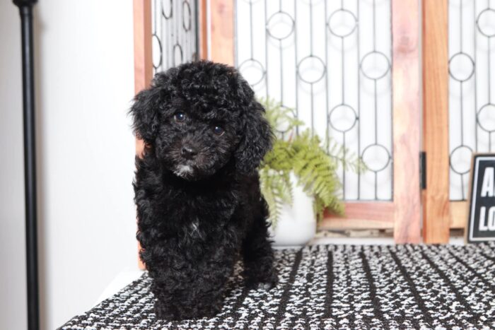 Heather - Beautiful Little Female Poodle - Image 2