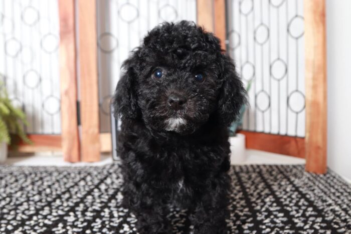 Heather - Beautiful Little Female Poodle - Image 3