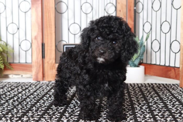Heather - Beautiful Little Female Poodle - Image 4