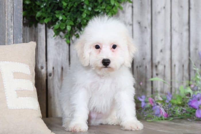 Hector - Curious Poo Chon Puppy - Image 4