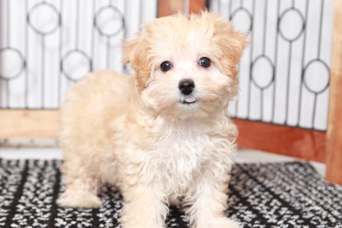 Helga- Happy Little Female Malti-Poo Puppy