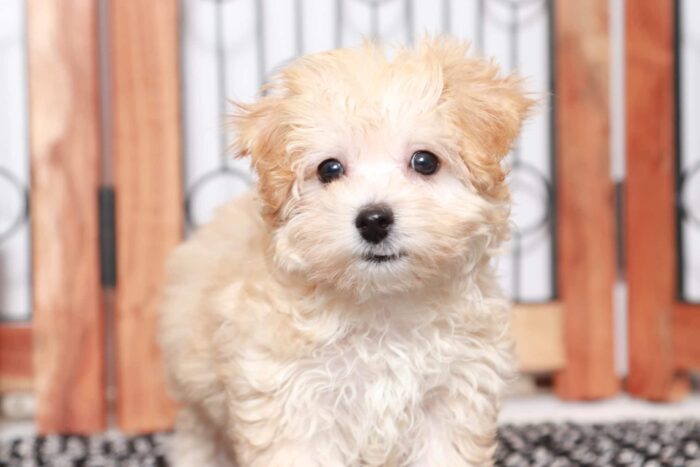 Helga- Happy Little Female Malti-Poo Puppy - Image 2
