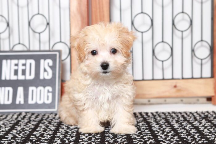Helga- Happy Little Female Malti-Poo Puppy - Image 3