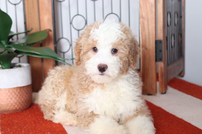 Henry - Adorable Male Mini Bernedoodle