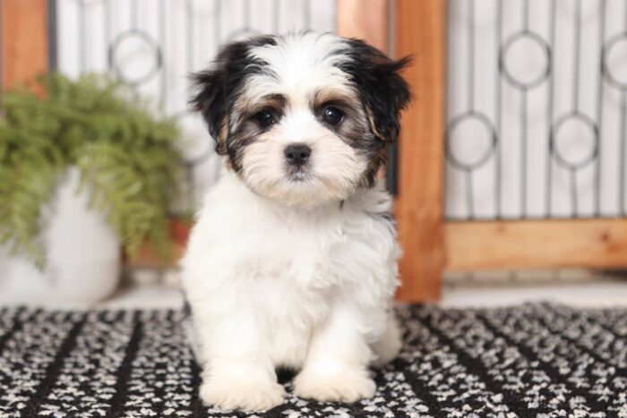 Henry- Fun Little Male Mal-Shi Puppy