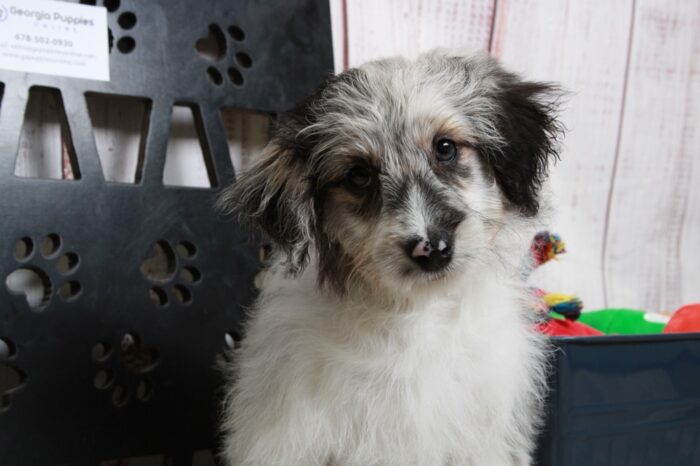 Henry - Delightful Male Blue Merle Mini AussiePoo Puppy - Image 2