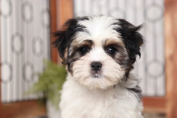 Henry- Fun Little Male Mal-Shi Puppy - Image 2