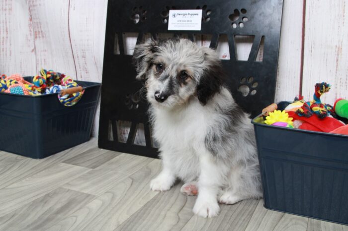 Henry - Delightful Male Blue Merle Mini AussiePoo Puppy - Image 5