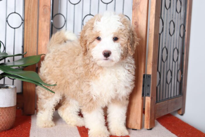 Henry - Adorable Male Mini Bernedoodle - Image 3