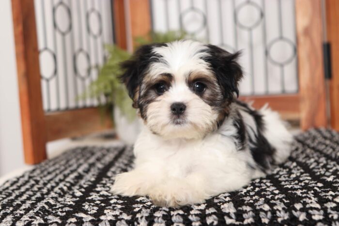 Henry- Fun Little Male Mal-Shi Puppy - Image 3