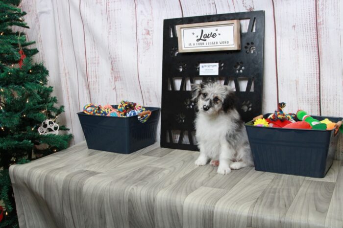 Henry - Delightful Male Blue Merle Mini AussiePoo Puppy - Image 4