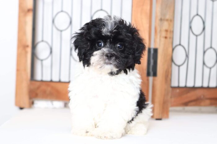 Herbie - Handsome Little Male Shih-Poo Puppy