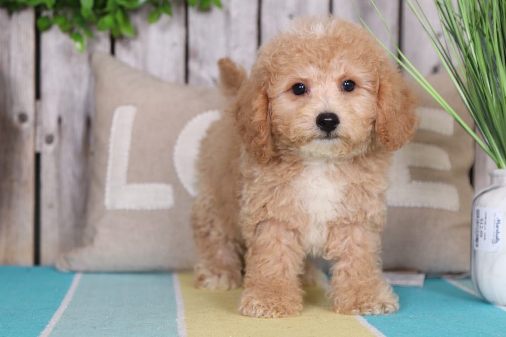 Herbie - Perfect Poochon - Image 5