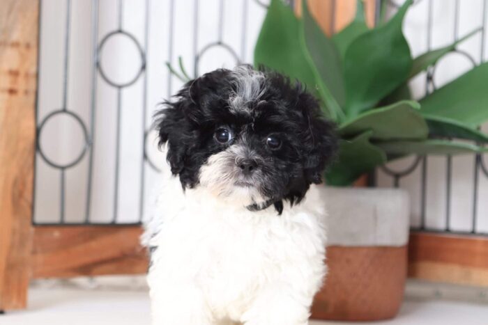 Herbie - Handsome Little Male Shih-Poo Puppy - Image 2