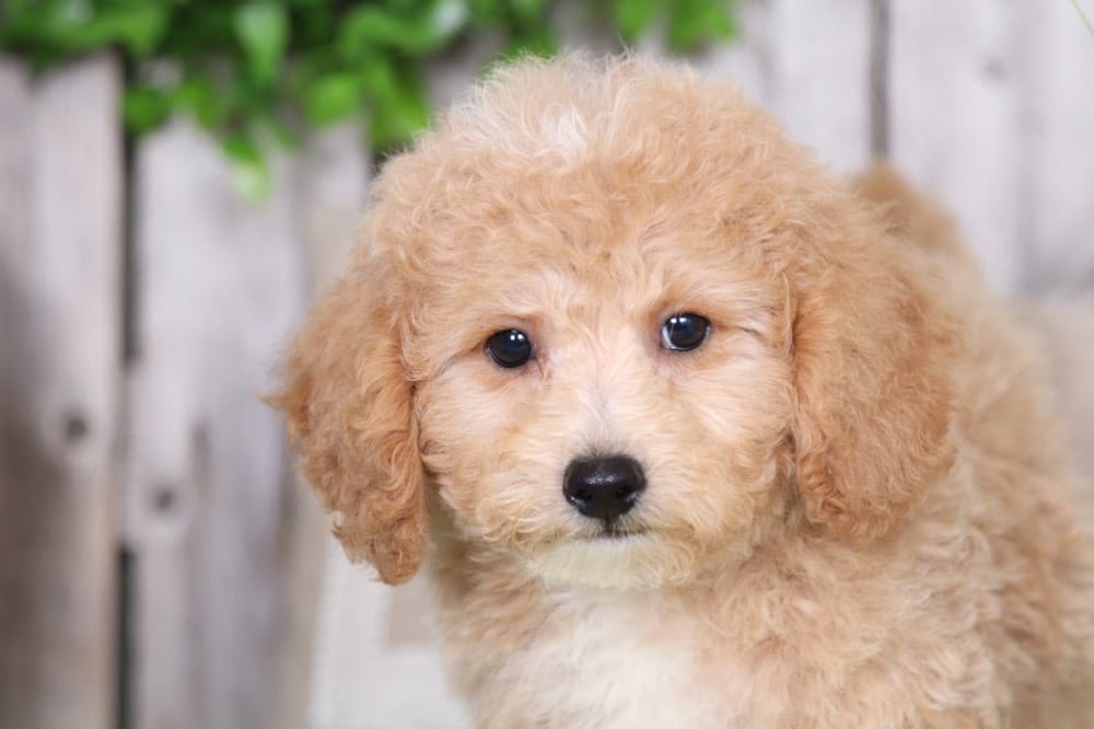 Herbie - Perfect Poochon - Image 4