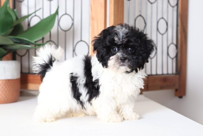 Herbie - Handsome Little Male Shih-Poo Puppy - Image 3