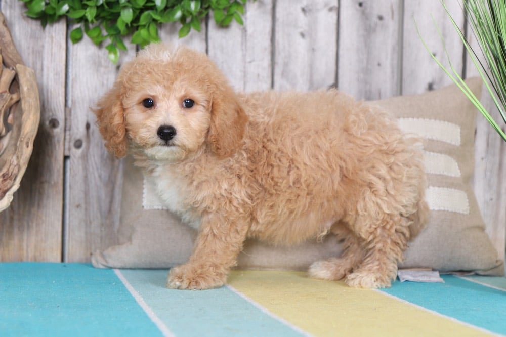 Herbie - Perfect Poochon - Image 3