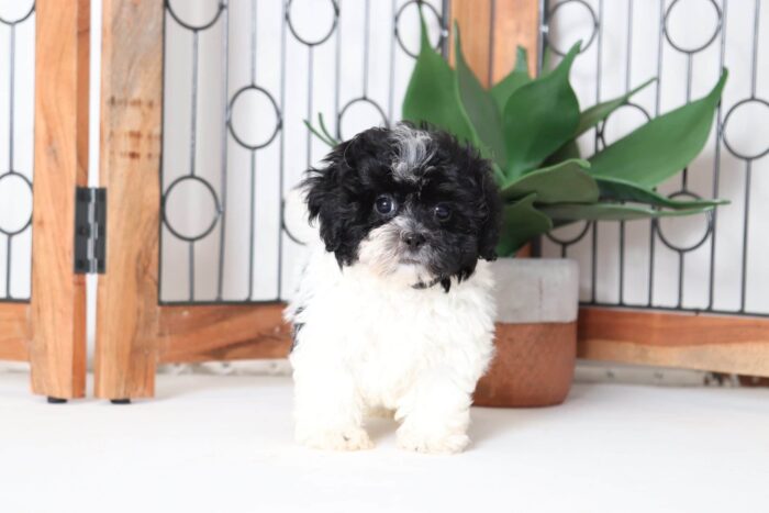 Herbie - Handsome Little Male Shih-Poo Puppy - Image 4