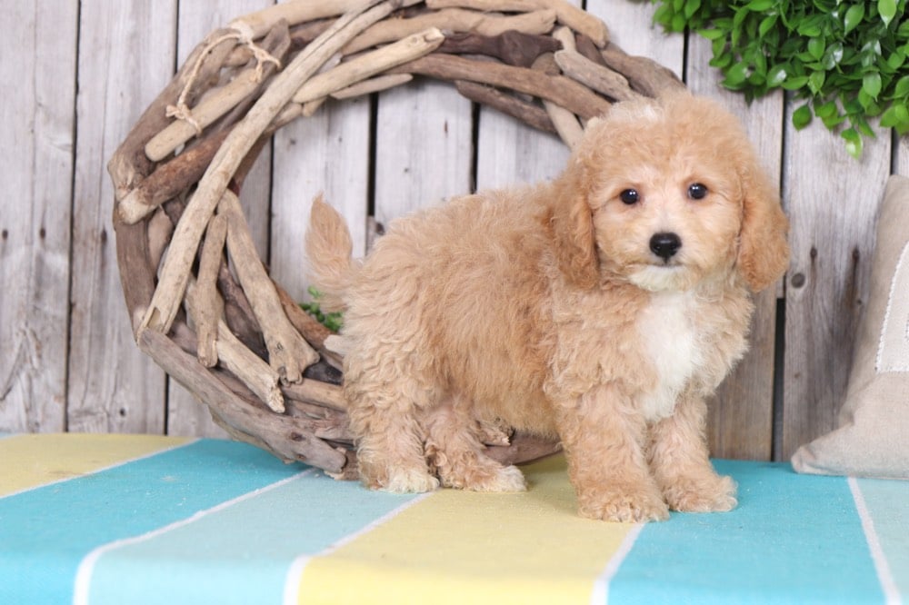 Herbie - Perfect Poochon