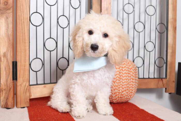 Hero - Cuddly Male ACA Mini Poodle Puppy