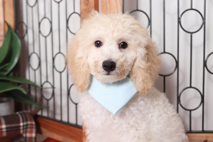 Hero - Cuddly Male ACA Mini Poodle Puppy - Image 2