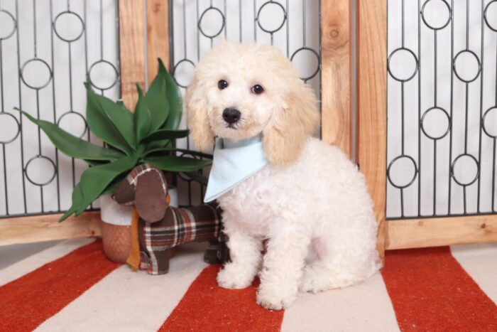 Hero - Cuddly Male ACA Mini Poodle Puppy - Image 3