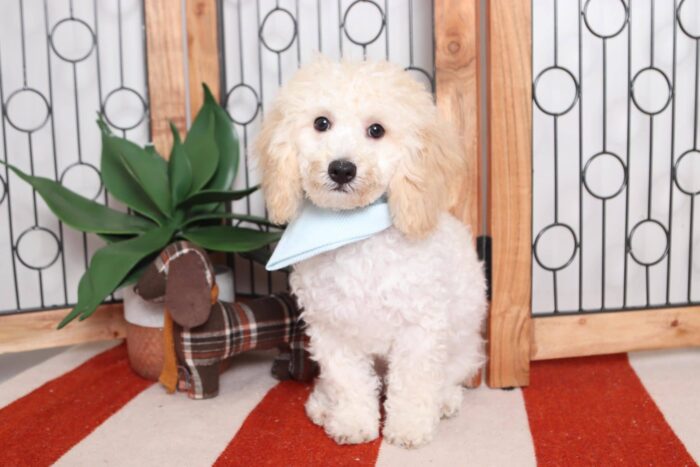 Hero - Cuddly Male ACA Mini Poodle Puppy - Image 4