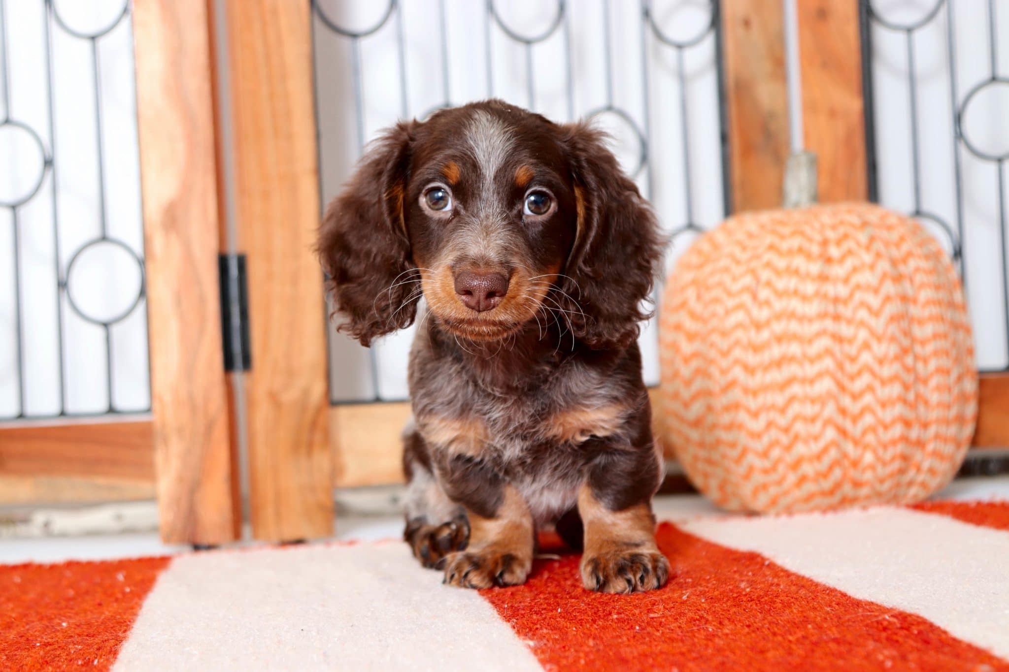 Hershey - Amazing Chocolate Dapple Male Mini Dachshund Puppy