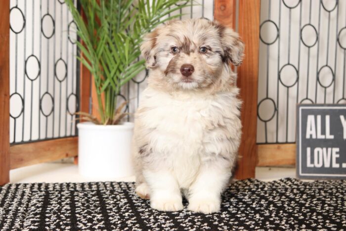 Hershey- Charming Chocolate Merle Male Mini Aussie-Poo Puppy