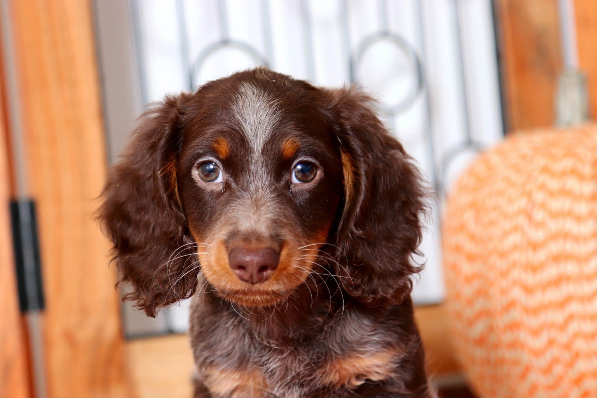 Hershey - Amazing Chocolate Dapple Male Mini Dachshund Puppy - Image 2