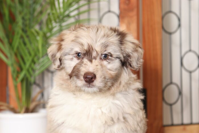 Hershey- Charming Chocolate Merle Male Mini Aussie-Poo Puppy - Image 2