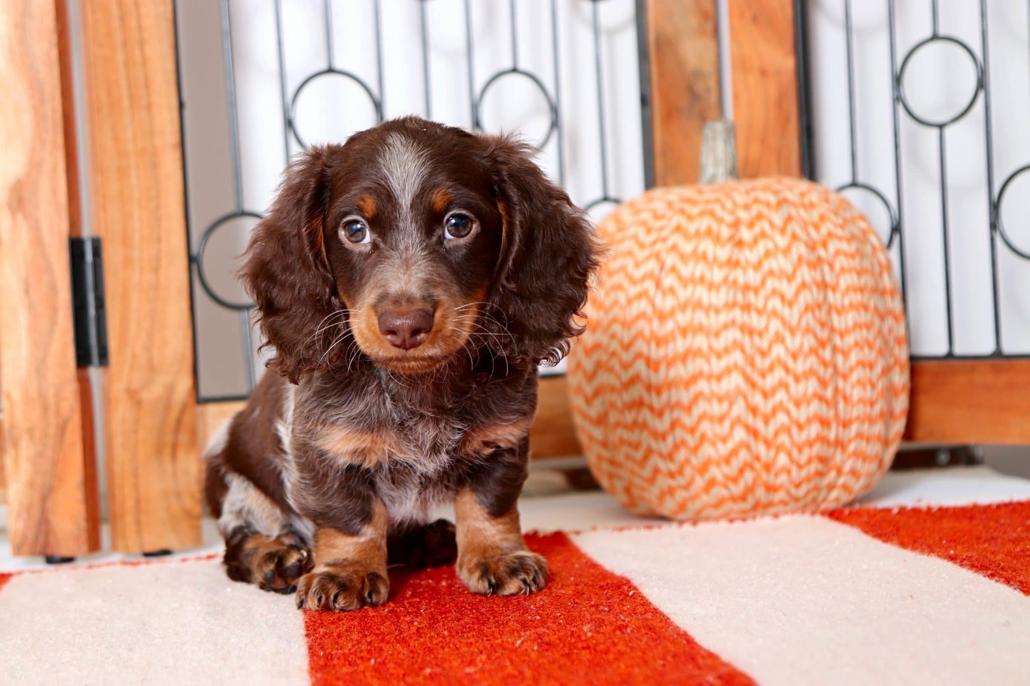 Hershey - Amazing Chocolate Dapple Male Mini Dachshund Puppy - Image 3