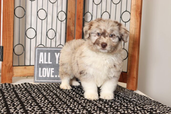 Hershey- Charming Chocolate Merle Male Mini Aussie-Poo Puppy - Image 3