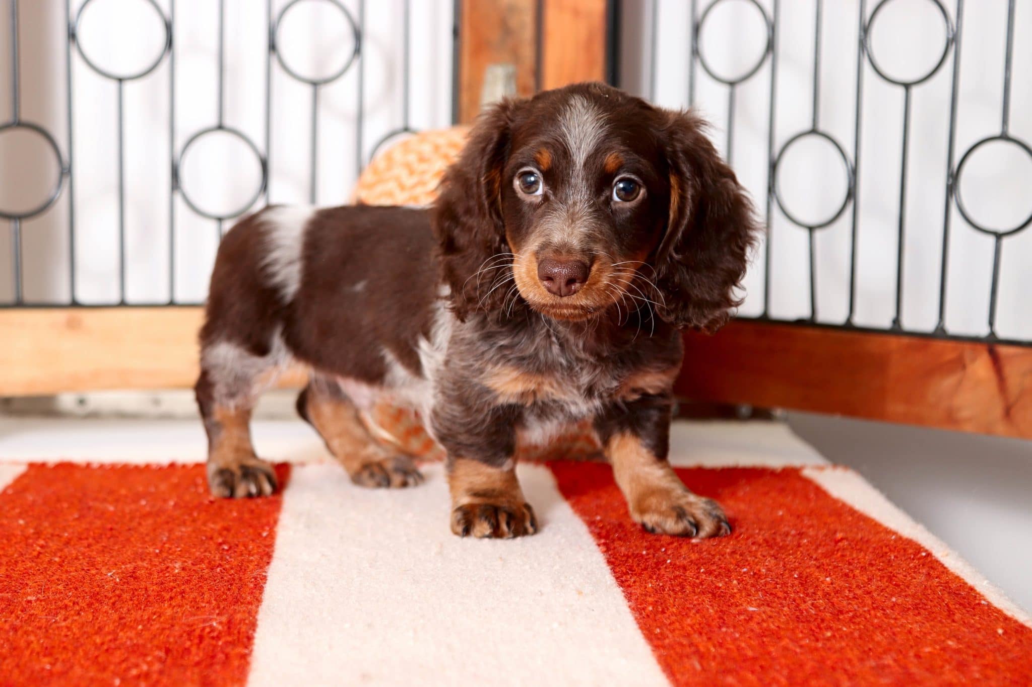Hershey - Amazing Chocolate Dapple Male Mini Dachshund Puppy - Image 4