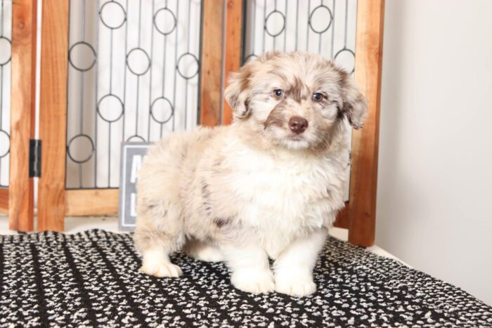 Hershey- Charming Chocolate Merle Male Mini Aussie-Poo Puppy - Image 4