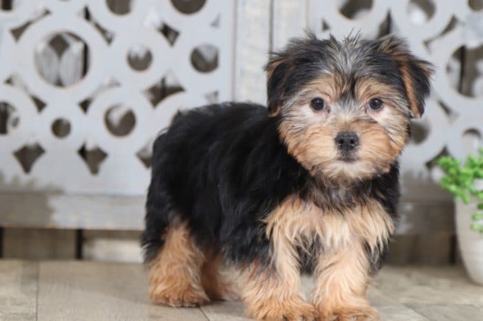 Hickory - Loving Little Tri Male ACA Pomeranian Puppy
