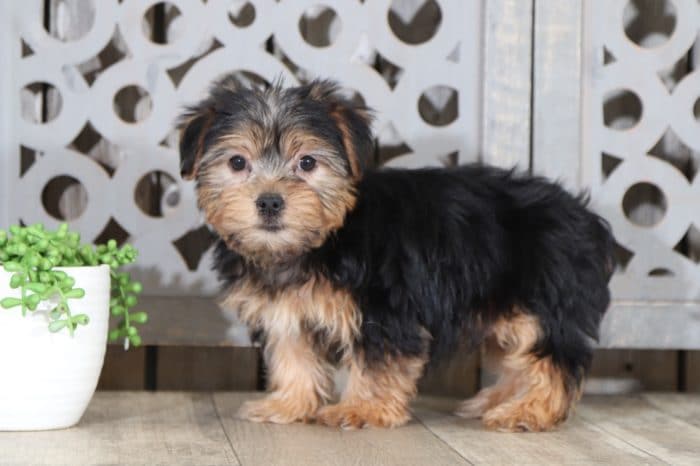 Hickory - Loving Little Tri Male ACA Pomeranian Puppy - Image 2