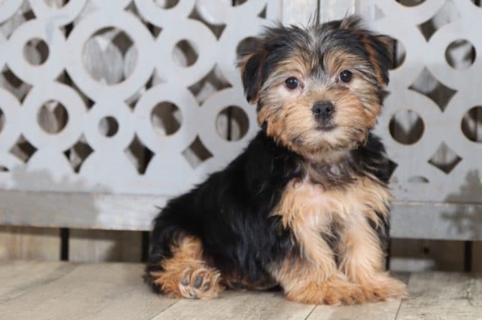 Hickory - Loving Little Tri Male ACA Pomeranian Puppy - Image 3