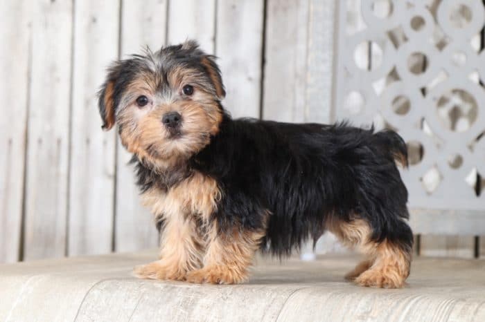 Hickory - Loving Little Tri Male ACA Pomeranian Puppy - Image 4