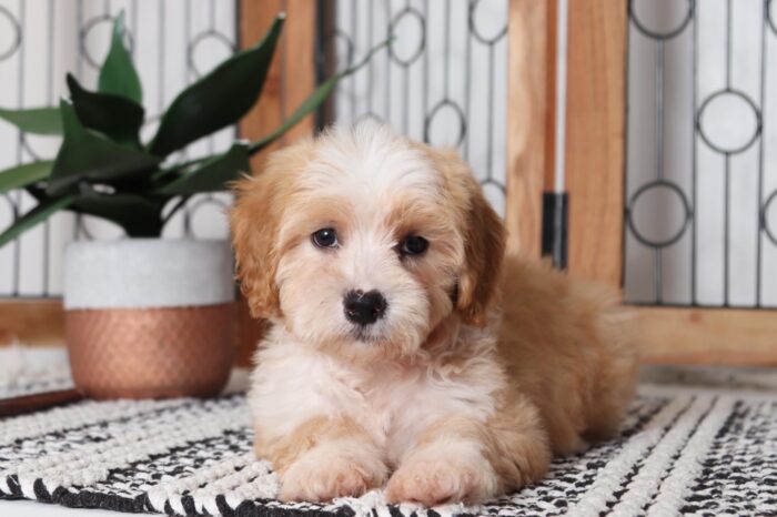 Homer - Adorable Little Male Cavachon Puppy