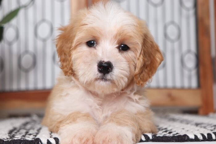 Homer - Adorable Little Male Cavachon Puppy - Image 2