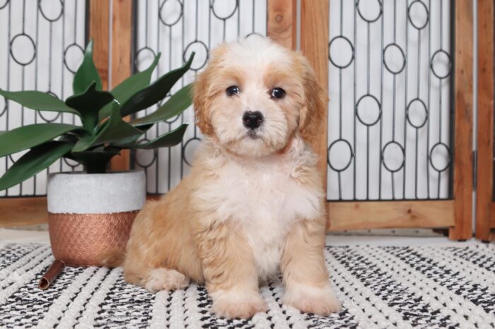 Homer - Adorable Little Male Cavachon Puppy - Image 3