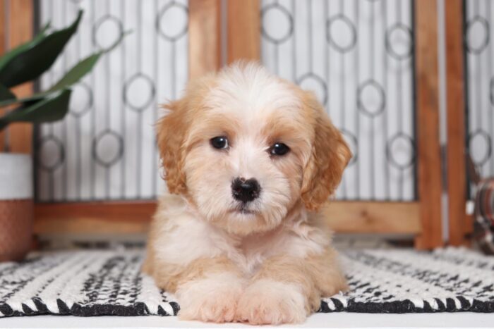 Homer - Adorable Little Male Cavachon Puppy - Image 4
