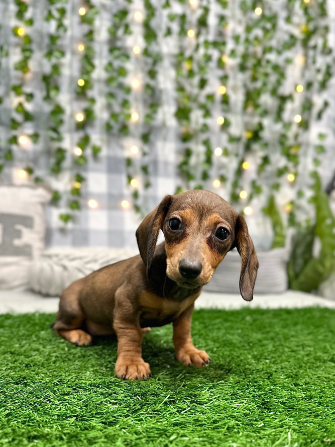 Honey - Short Haired Female Dachshund Puppy - Image 2