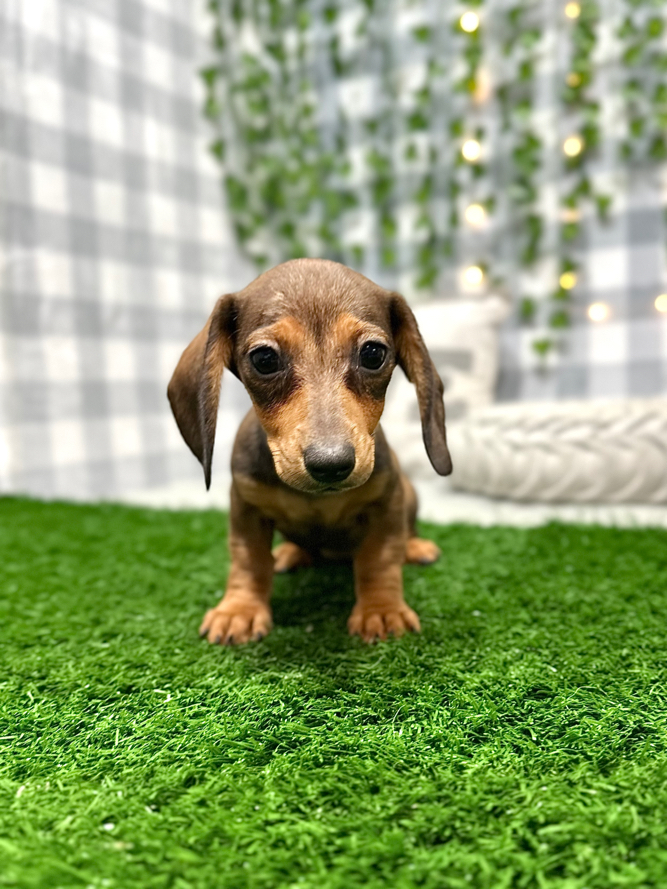 Honey - Short Haired Female Dachshund Puppy - Image 3
