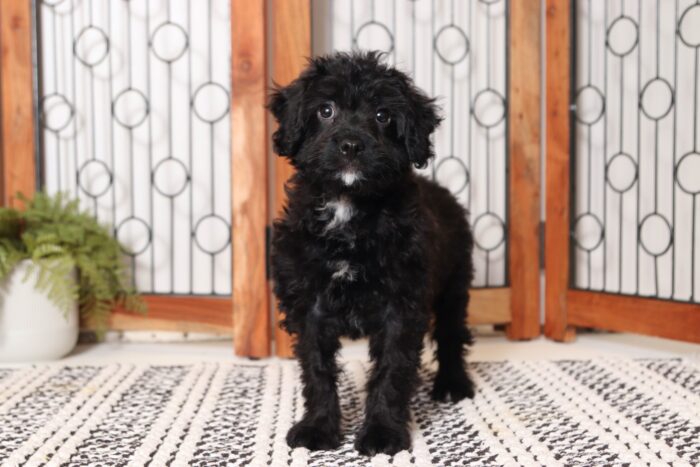Hoover - Amazing Little Male Cavapoo Puppy